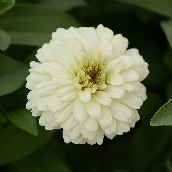 Zinnia Zahara Double White