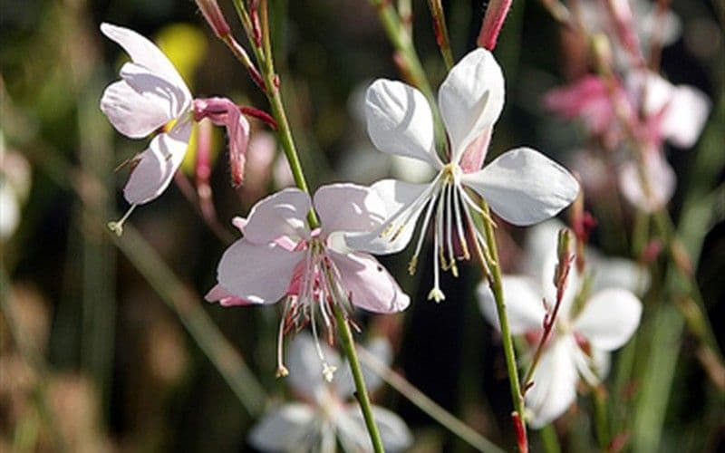Gaura Belleza White