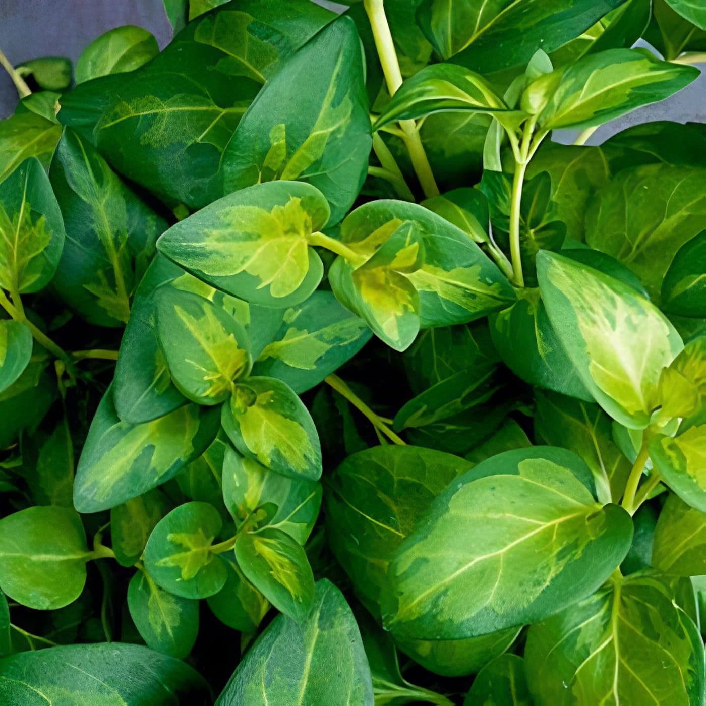 Vinca Vine Maculata Green/Gold