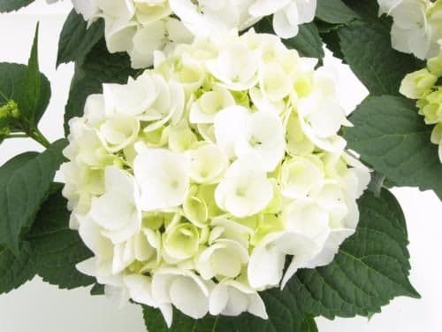Hydrangea White