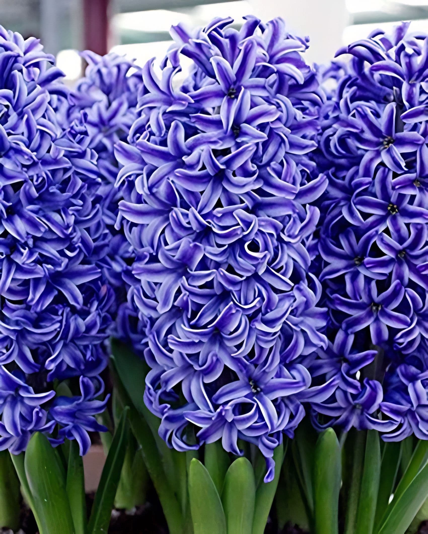 Hyacinth Blue 4 Bulbs/Pot
