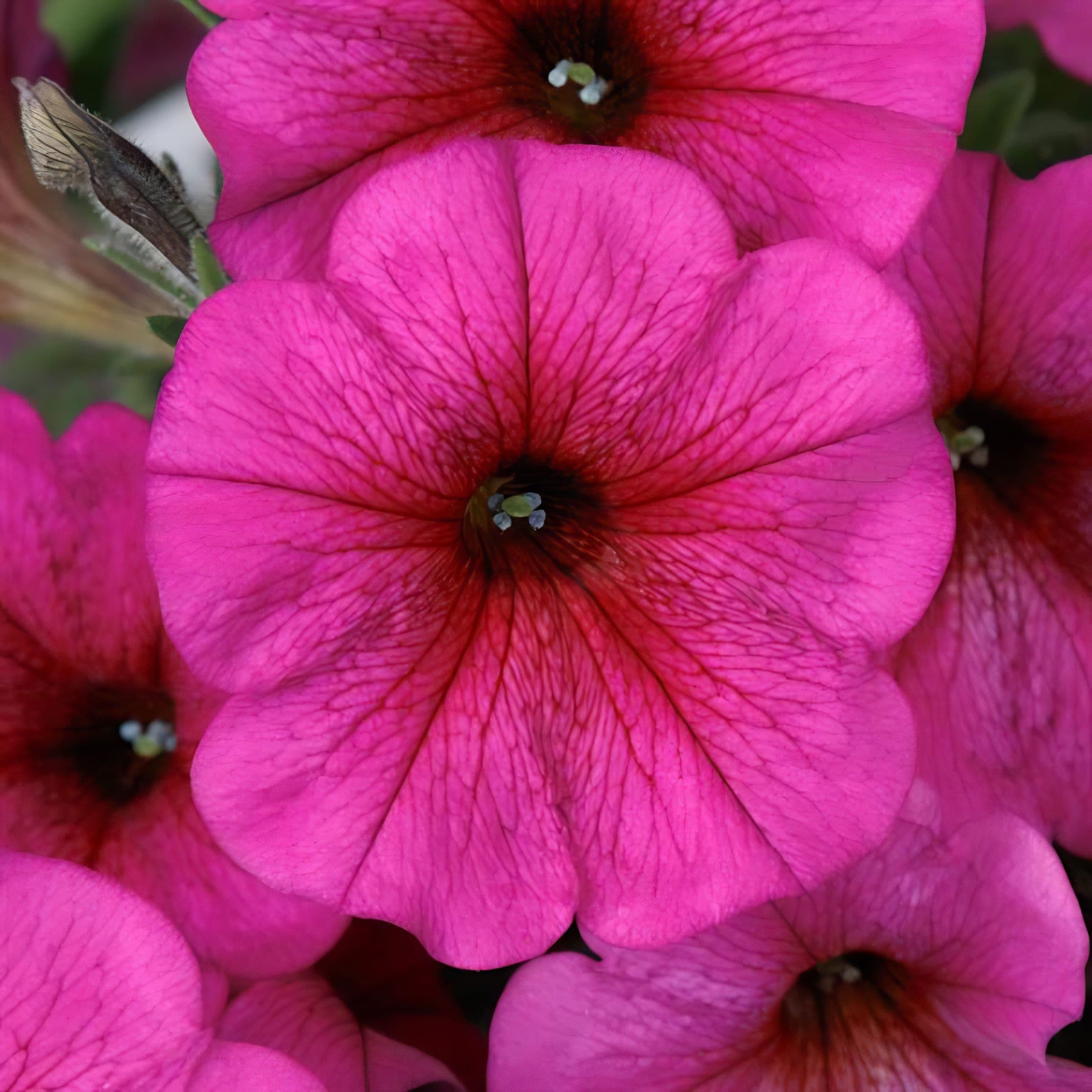 Petchoa SuperCal Premium Purple Dawn