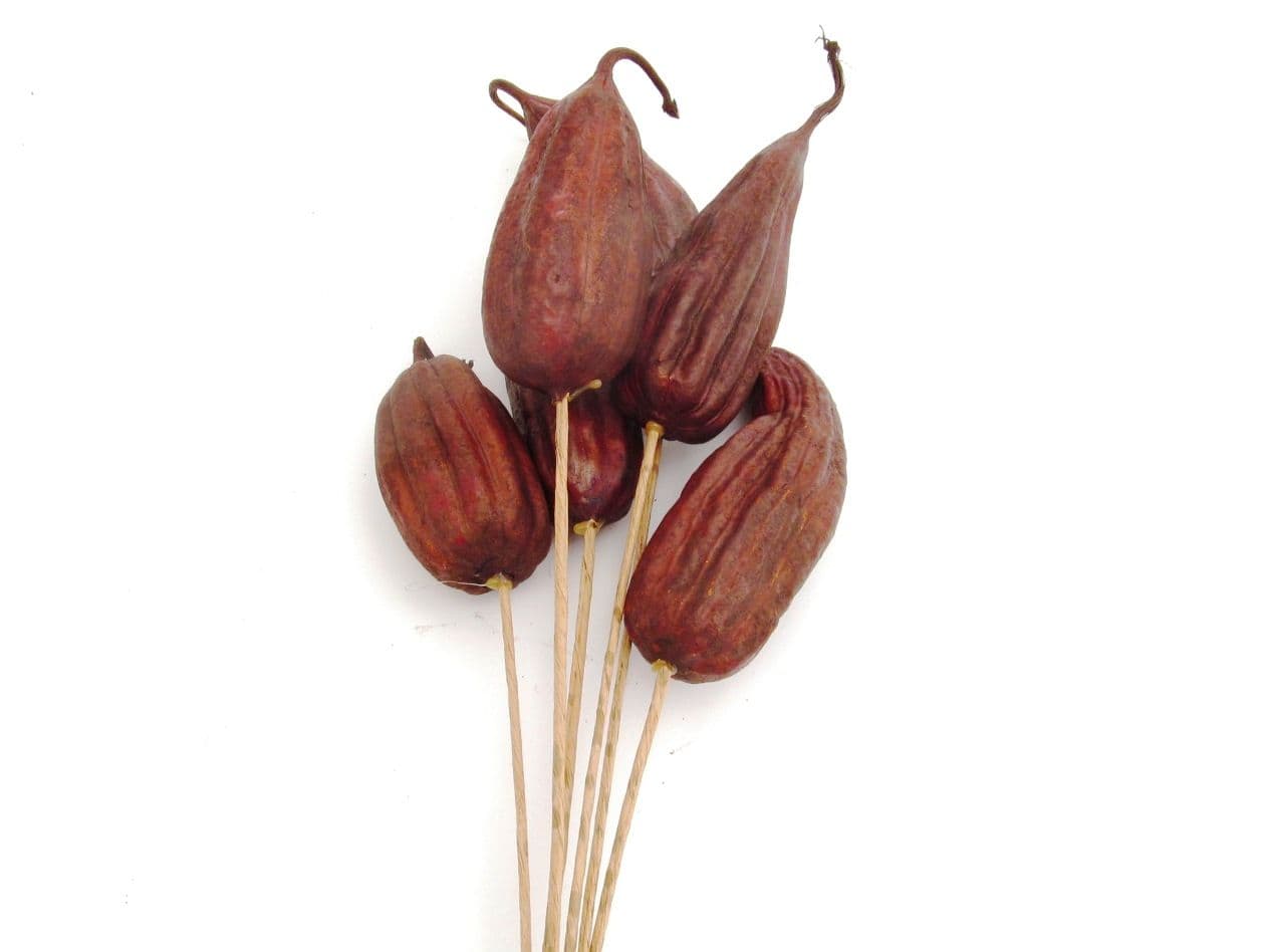 Jinga Pod Dried Chocolate 18"