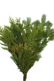 Sleeved Bouquet Cedar Noble Pine