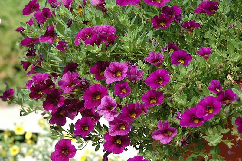 Calibrachoa Cabaret Purple