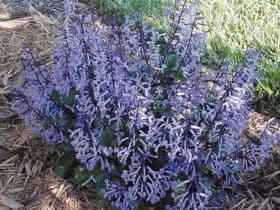 Plectranthus Mona Lavender