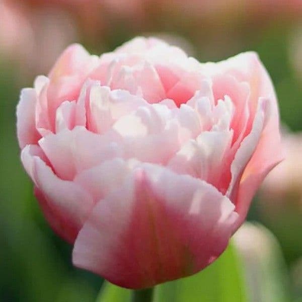 Tulip Pink Dreamer
