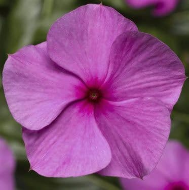 Vinca Cora XDR Cascade Lilac