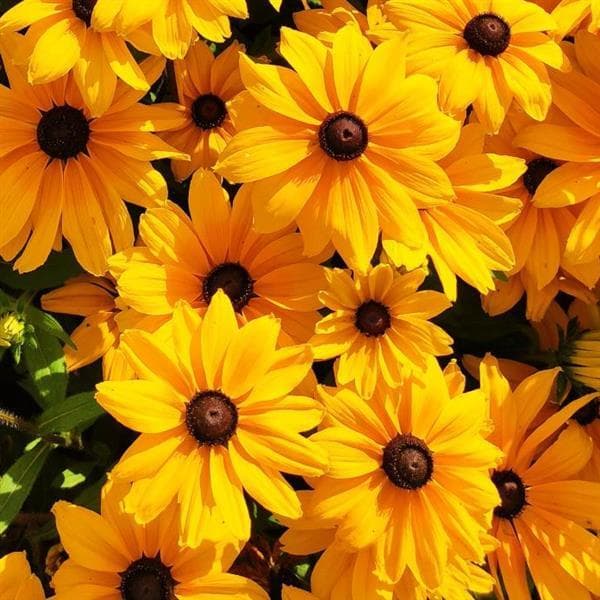 Rudbeckia Sunspot Gold