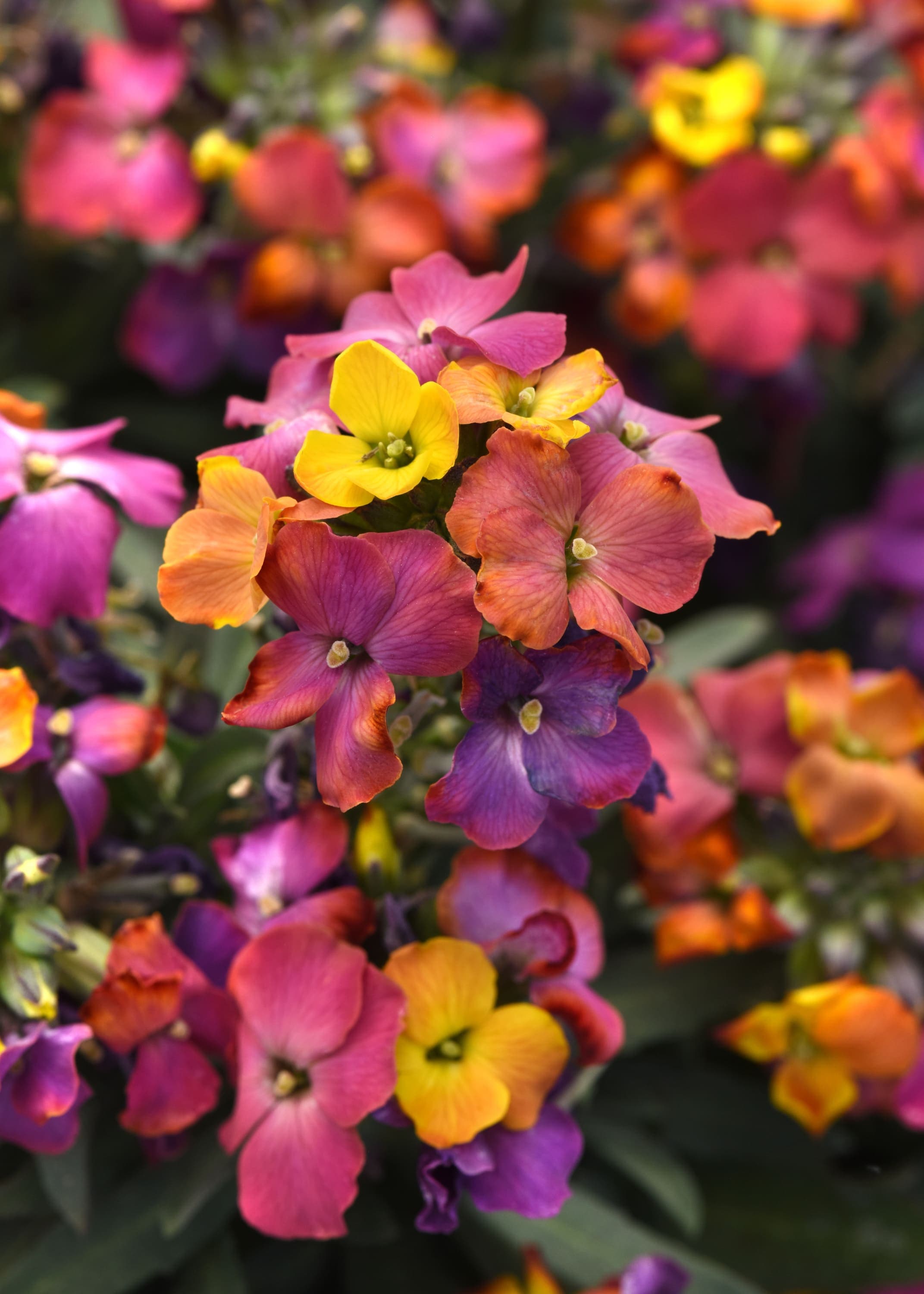 Erysimum Brightside Magenta Glow