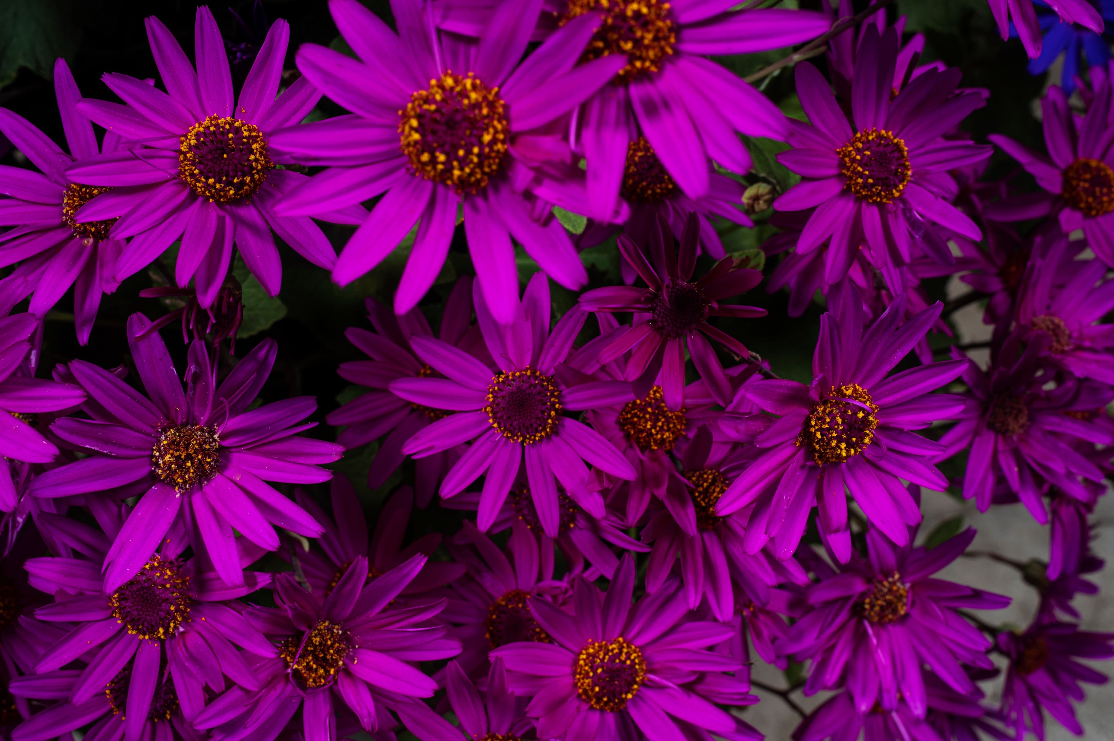 Senetti Magenta