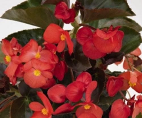 Begonia Big Red w/ Dark Leaf