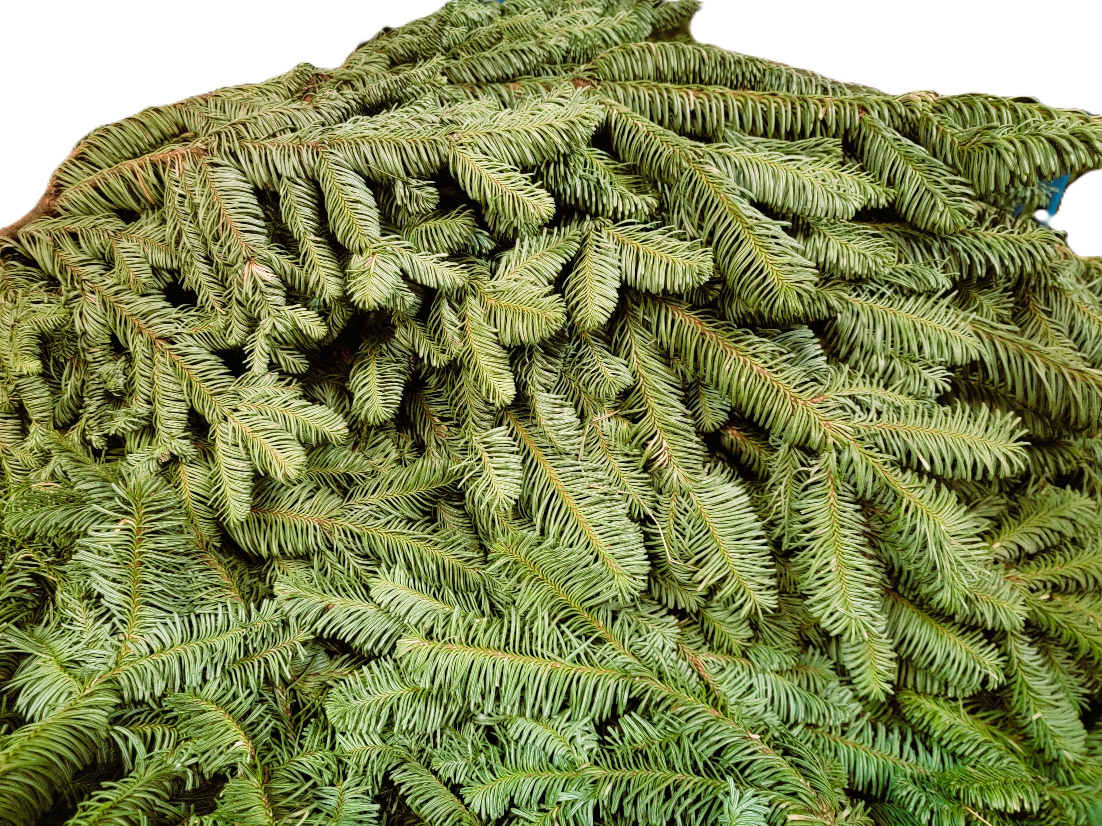Noble Fir Bale