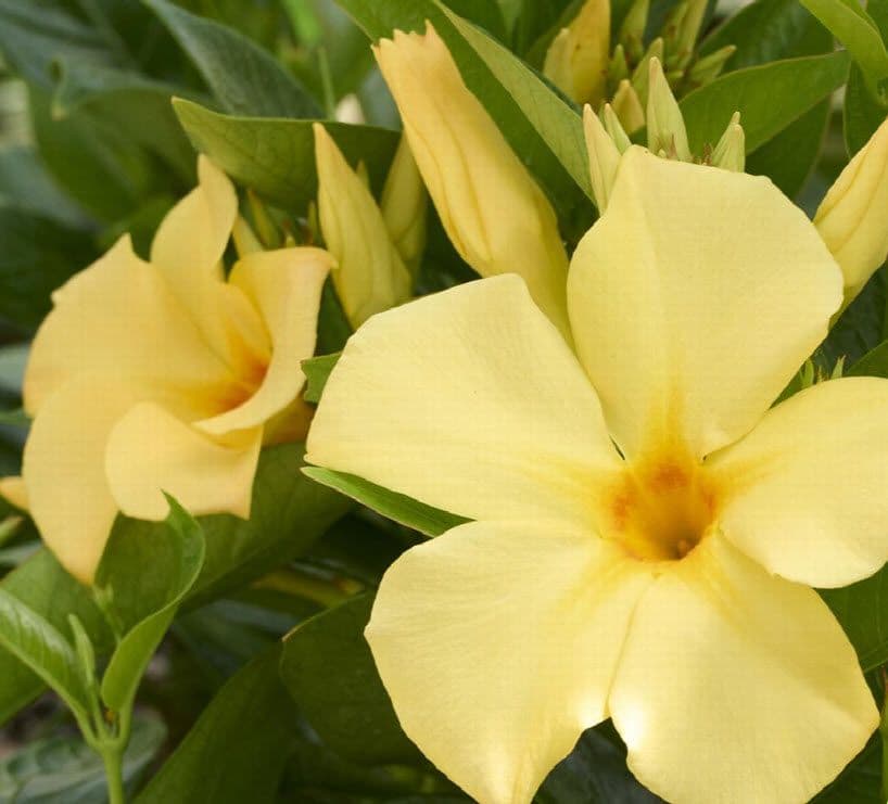 Mandevilla SunParasol Original XP Sunbeam