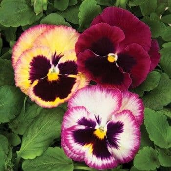 Pansy Colossus Rose Medley