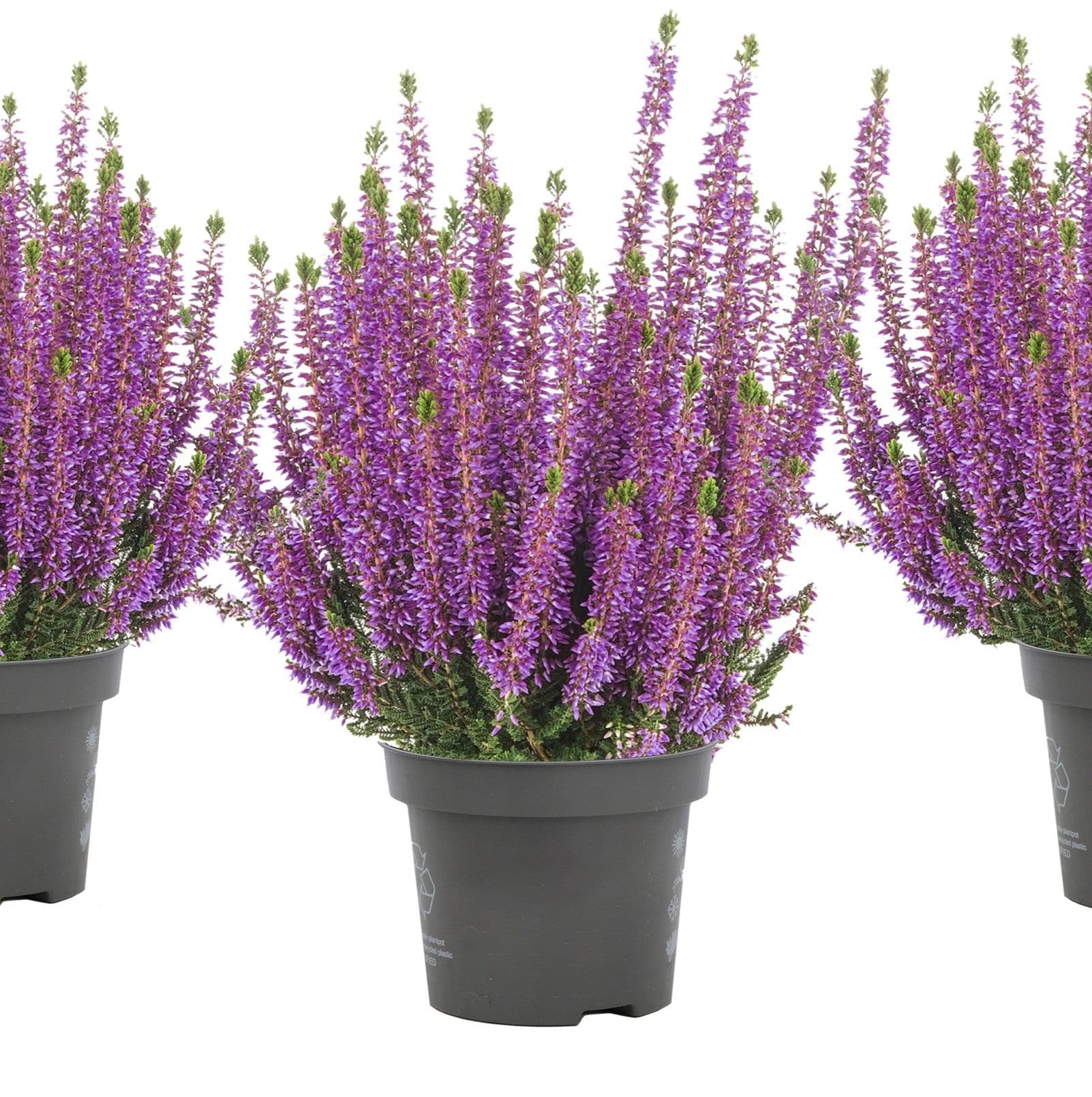 Calluna Purple