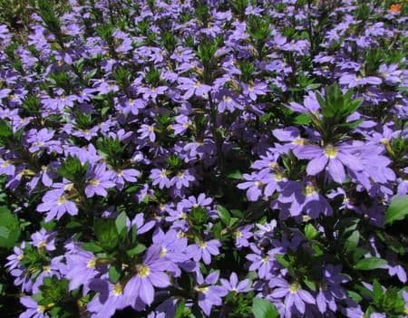 Scaevola Scampi Blue