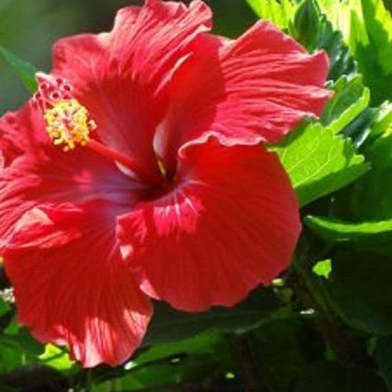 Hibiscus Tradewinds Red