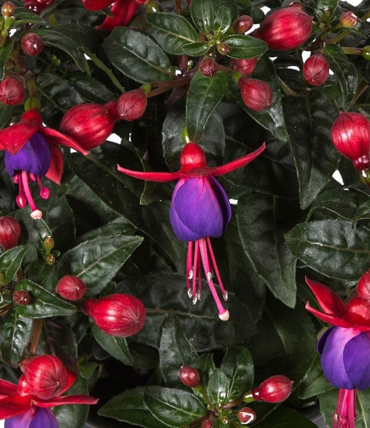 Fuchsia Bella Vera