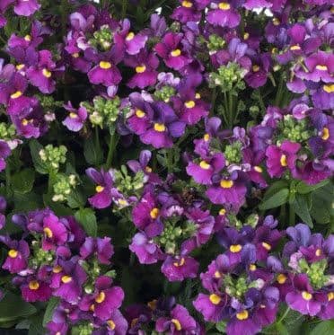 Nemesia Escential Sugarberry