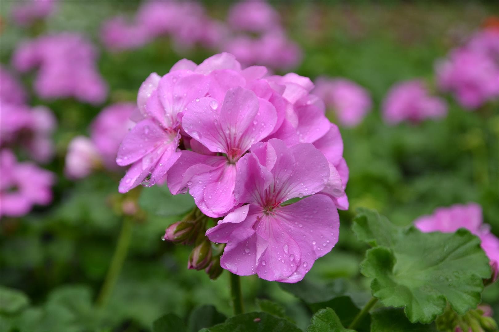 Geranium Patriot Lavender Blue