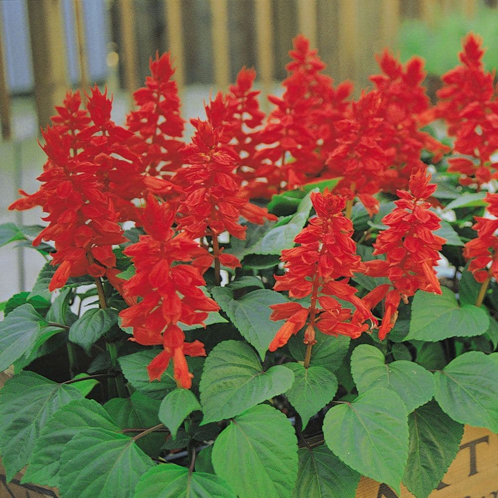 Salvia Vista Red