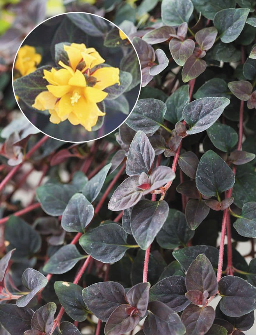 Lysimachia Midnight