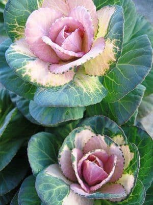 Kale Crane Bicolor