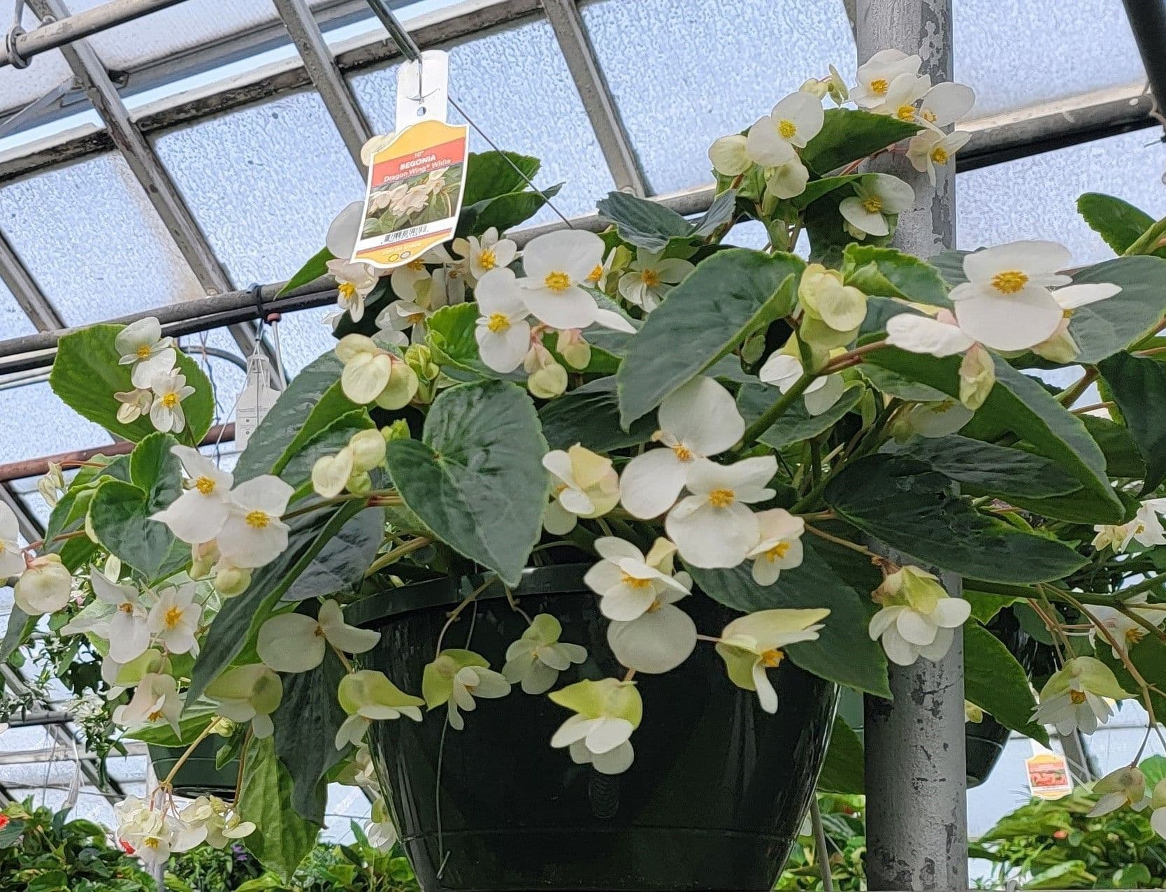Begonia Dragon Wing White