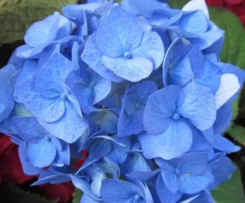 Hydrangea Blue