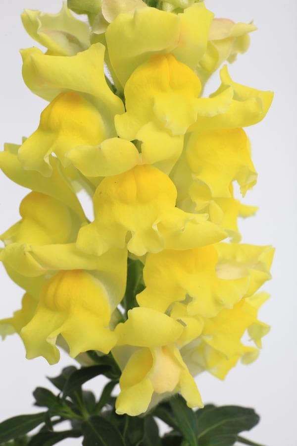 Snapdragon Snaptastic Yellow
