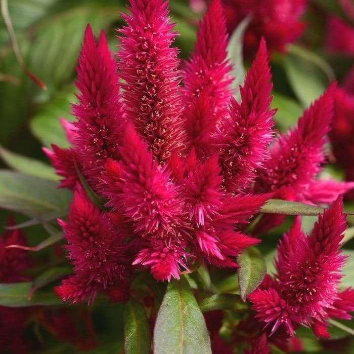 Celosia Intenz Lipstick