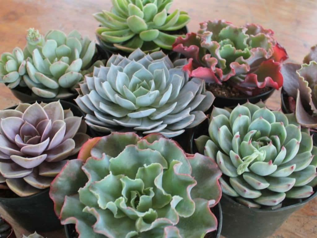 Succulent Assorted