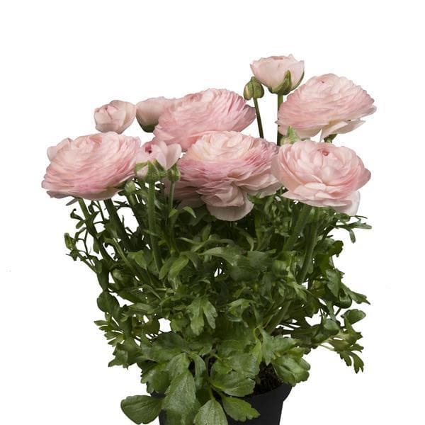 Ranunculus Sprinkles Light Pink
