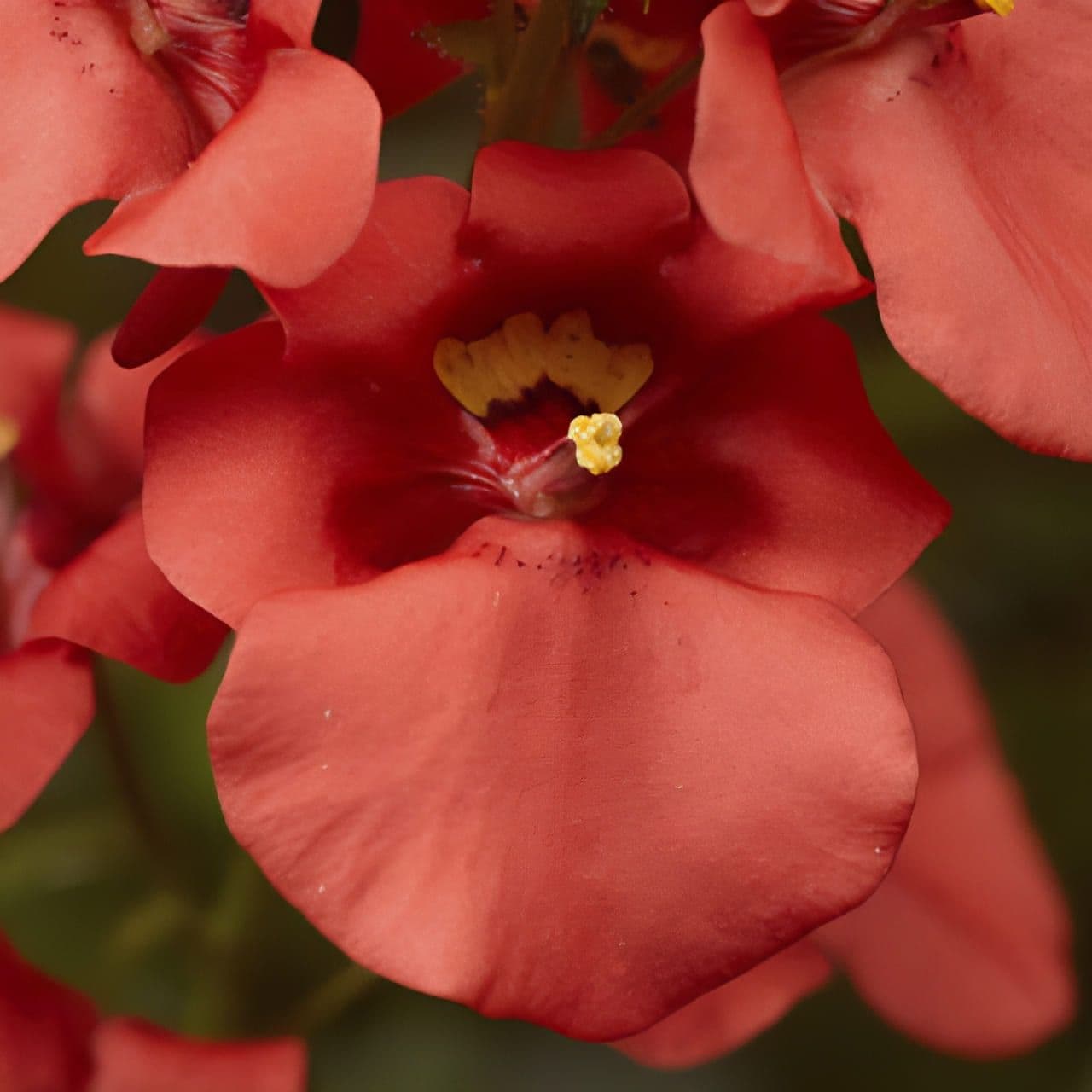 Diascia Darla Deep Salmon