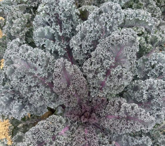 Kale Rubybor F1