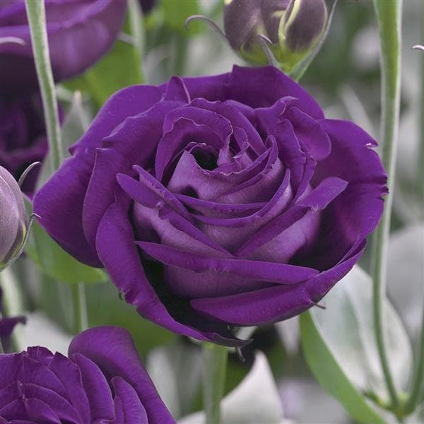 Lisianthus Lovlee Ruffled Purple