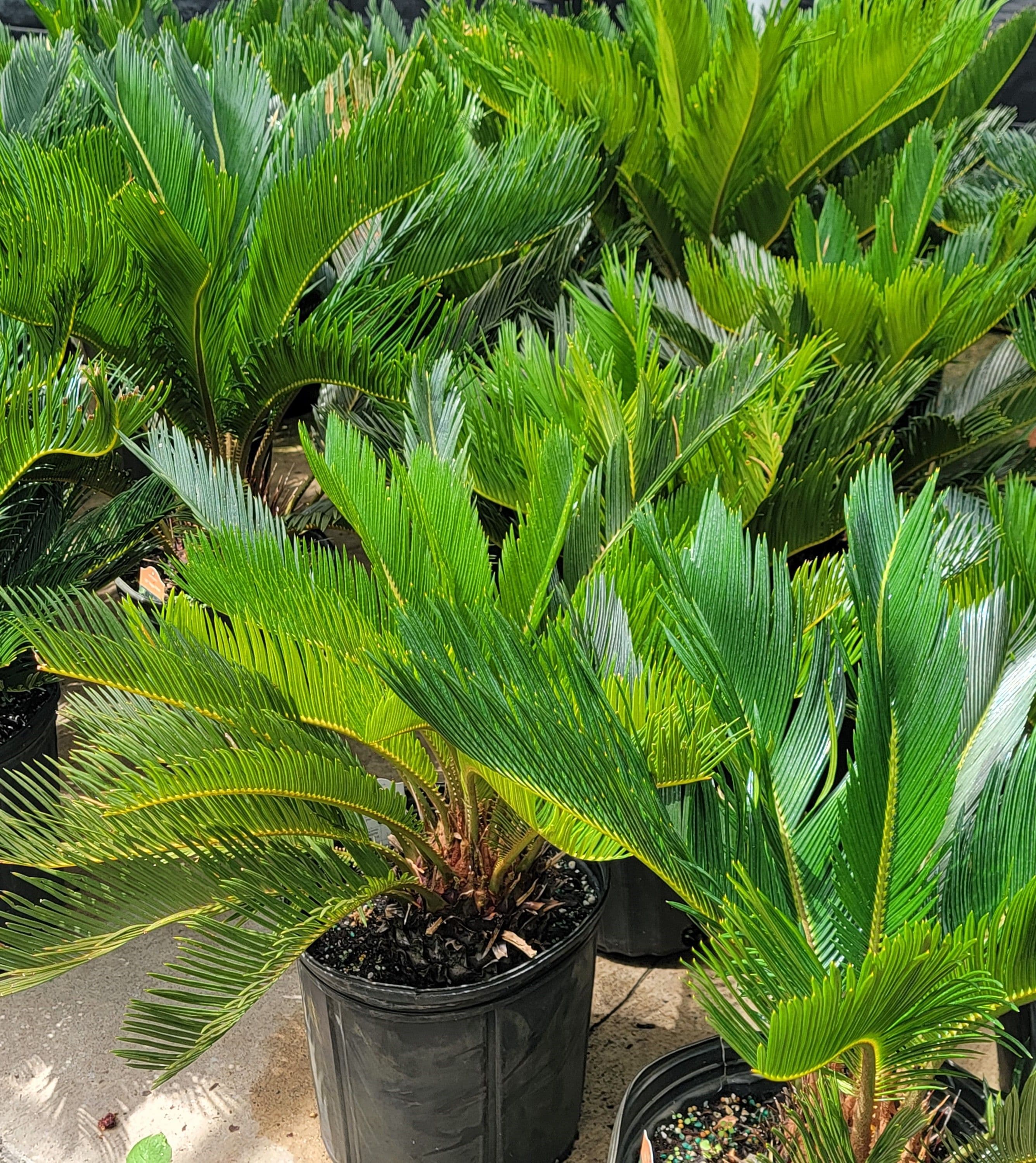 Palm Sago