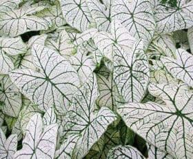 Caladium Candidum Senior