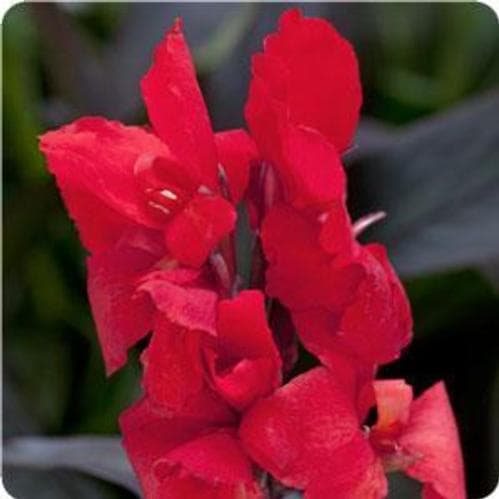 Canna Cannova Bronze Scarlet