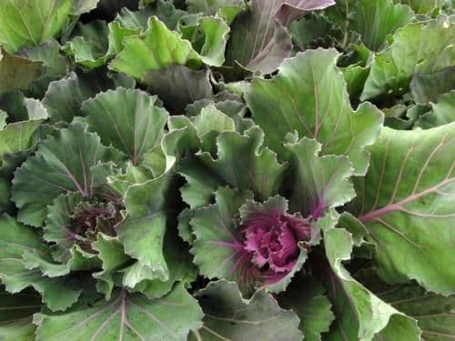 Cabbage Osaka Pink