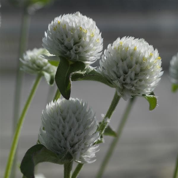 Gomphrena Ping Pong White