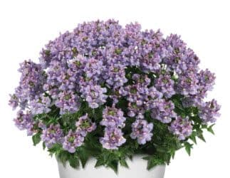Nemesia Nesia Arctic Blue