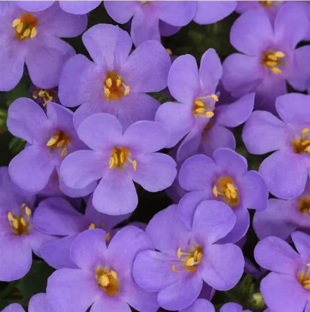 Bacopa Big Falls Blue