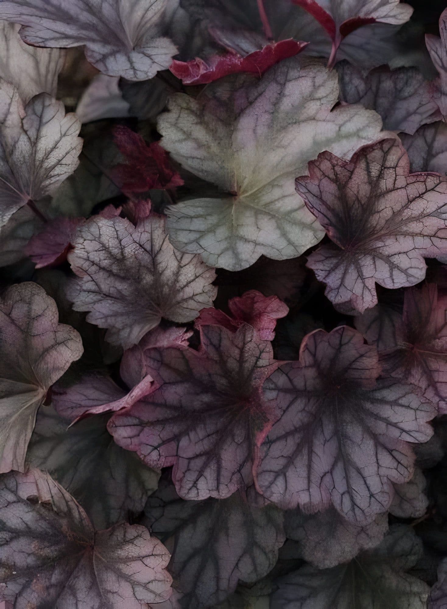 Heuchera Carnival Rose Granita