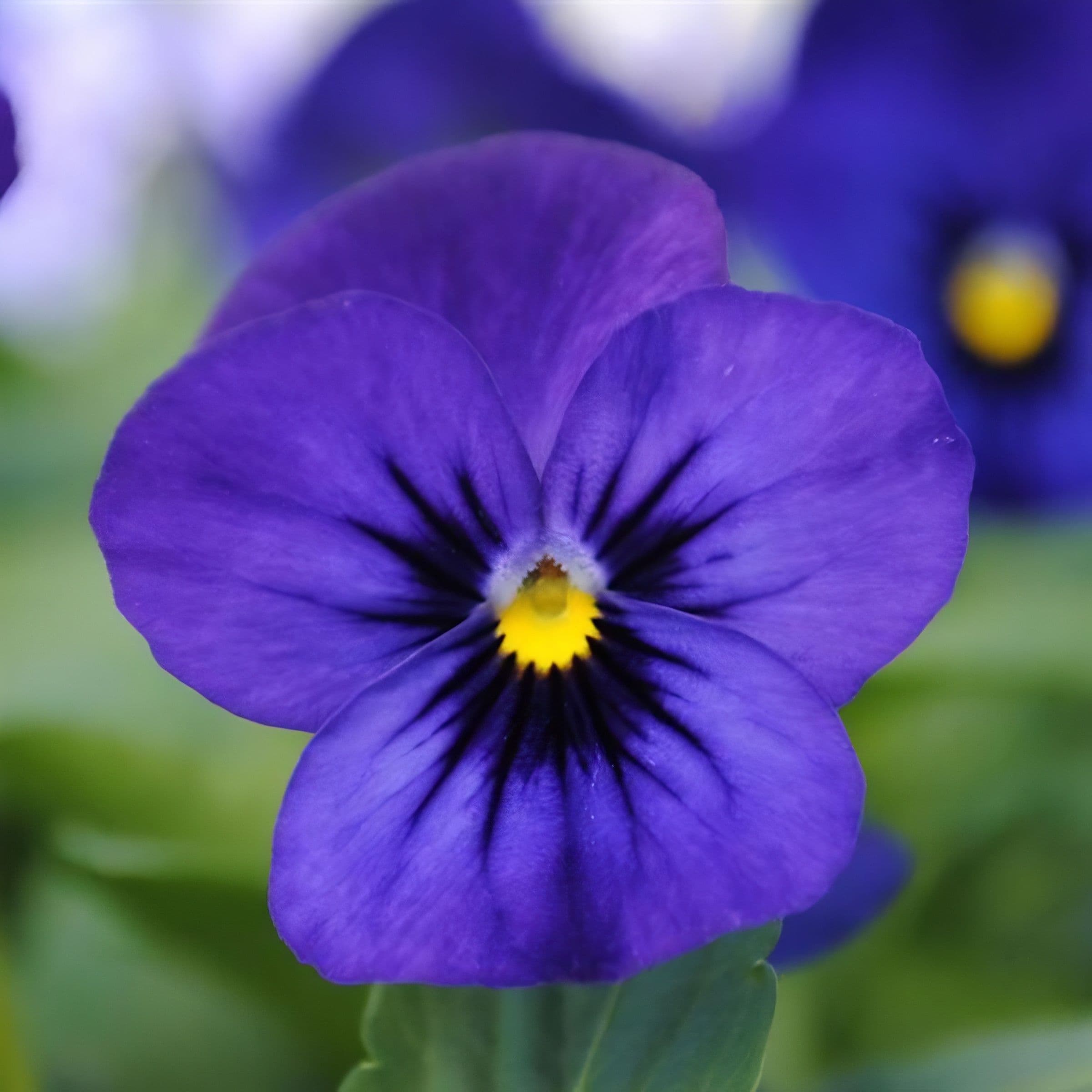 Viola Sorbet Blue Blotch