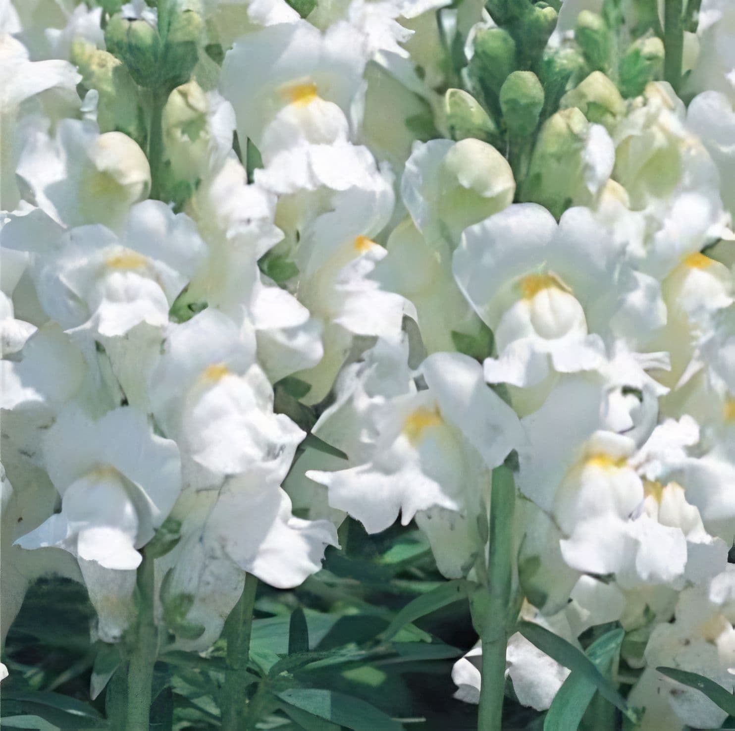 Snapdragon Speedy Sonnet White