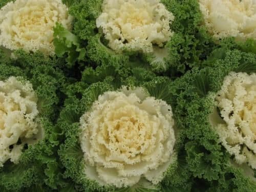 Kale Nagoya White