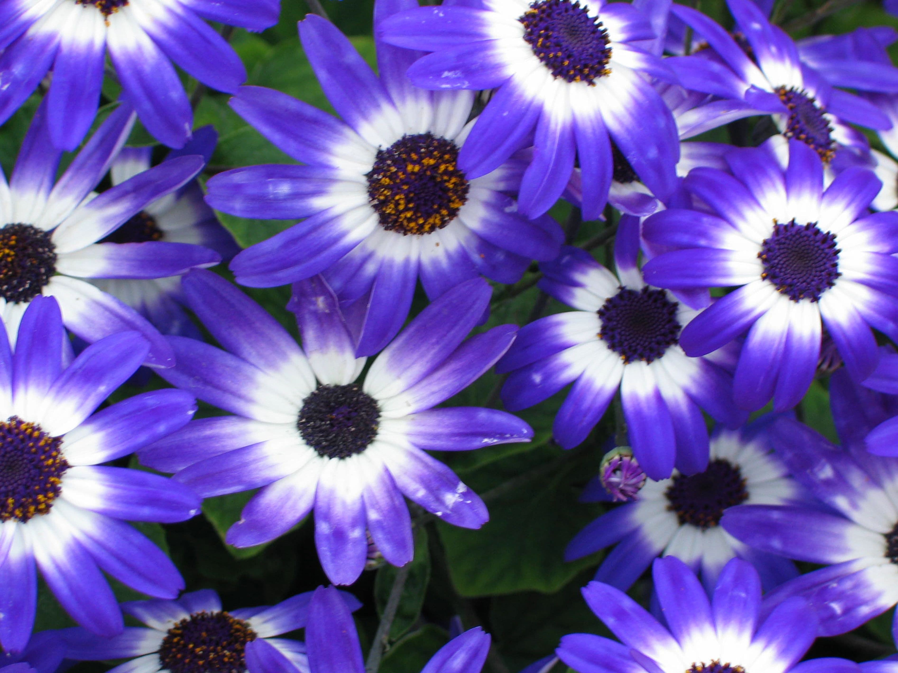 Senetti Blue Bicolor