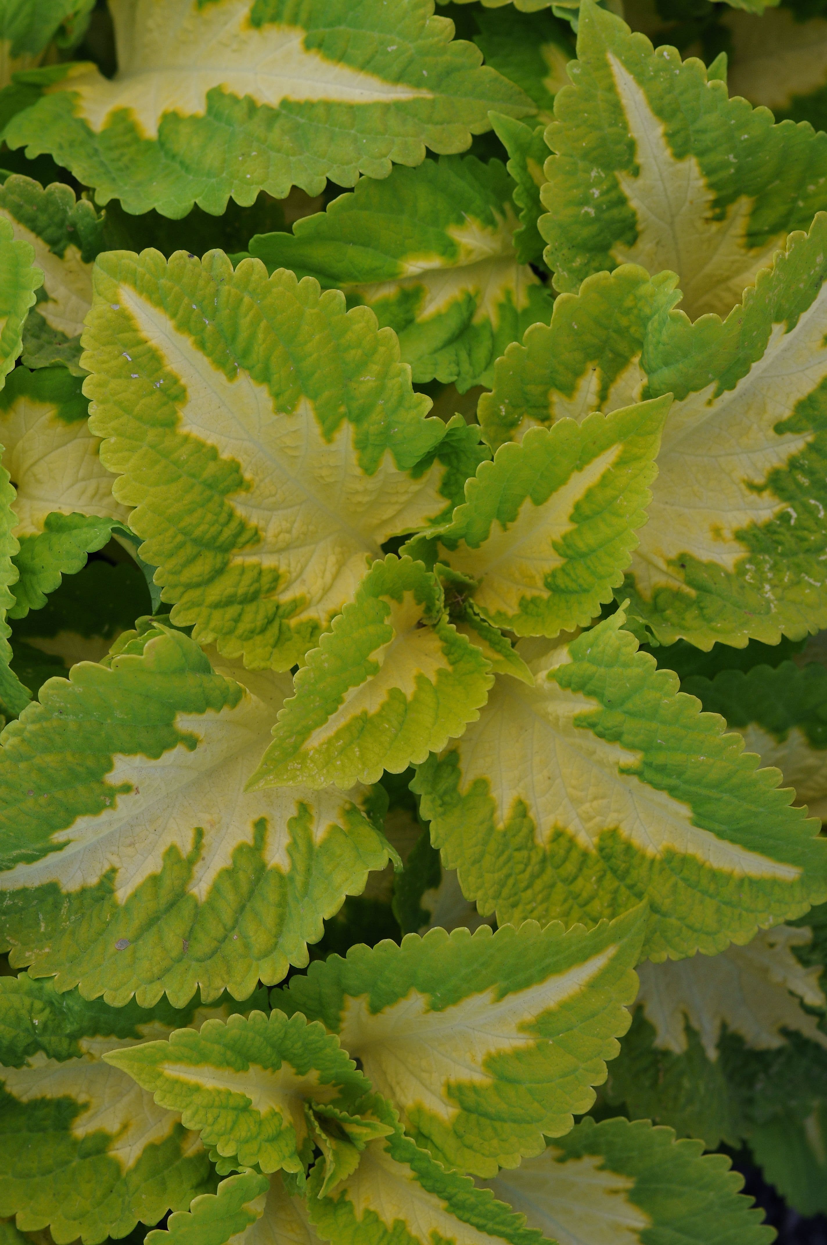 Coleus ‘Kong Jr. Green Halo’